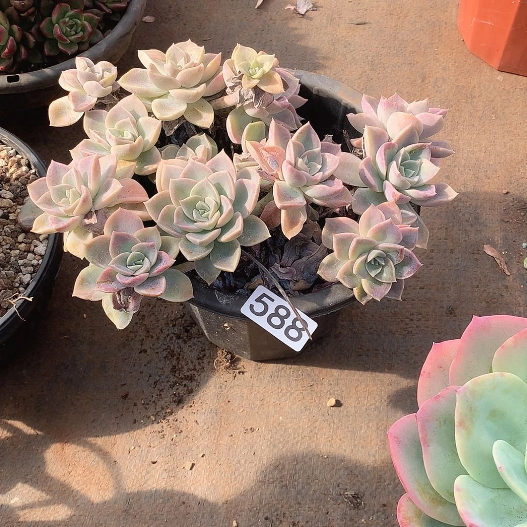 588哈利 一物一拍多肉