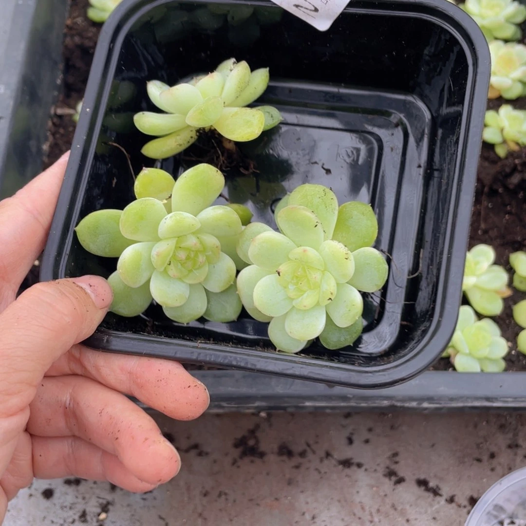 糕大上多肉植物452