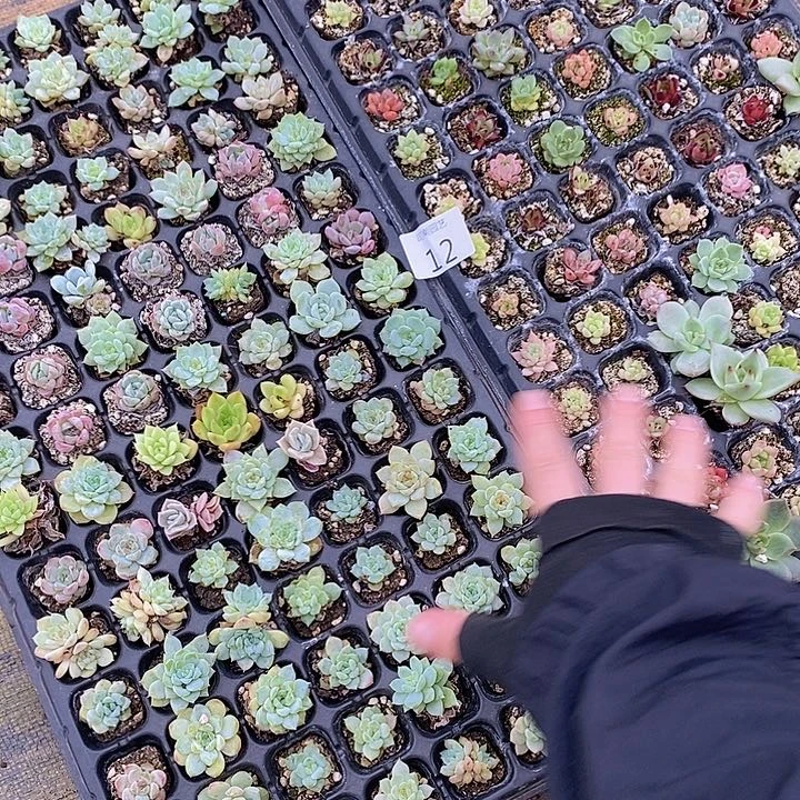 12 多肉植物盆栽花卉植物
