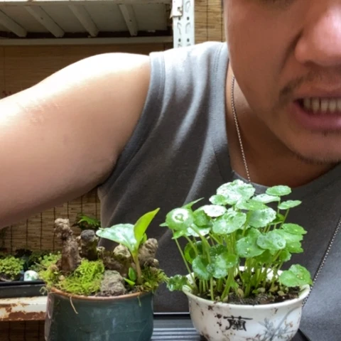 红陶一物一拍所见即所得155