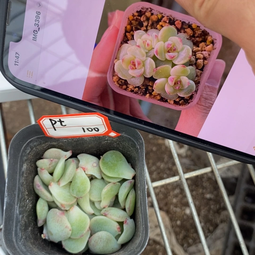 纯叶片绿菩提一片多肉叶子