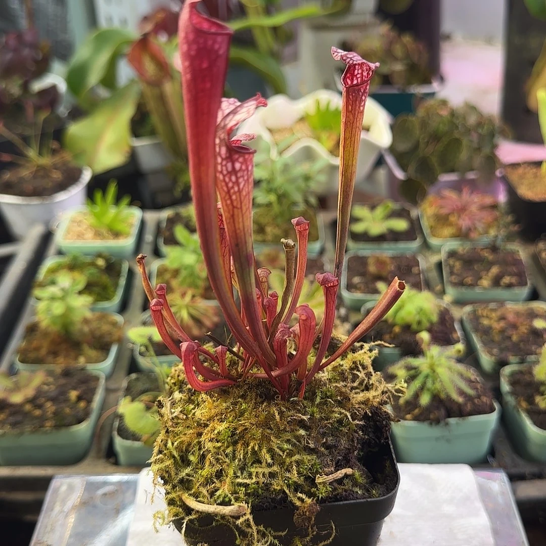 完全开放黛安娜丛苗H2