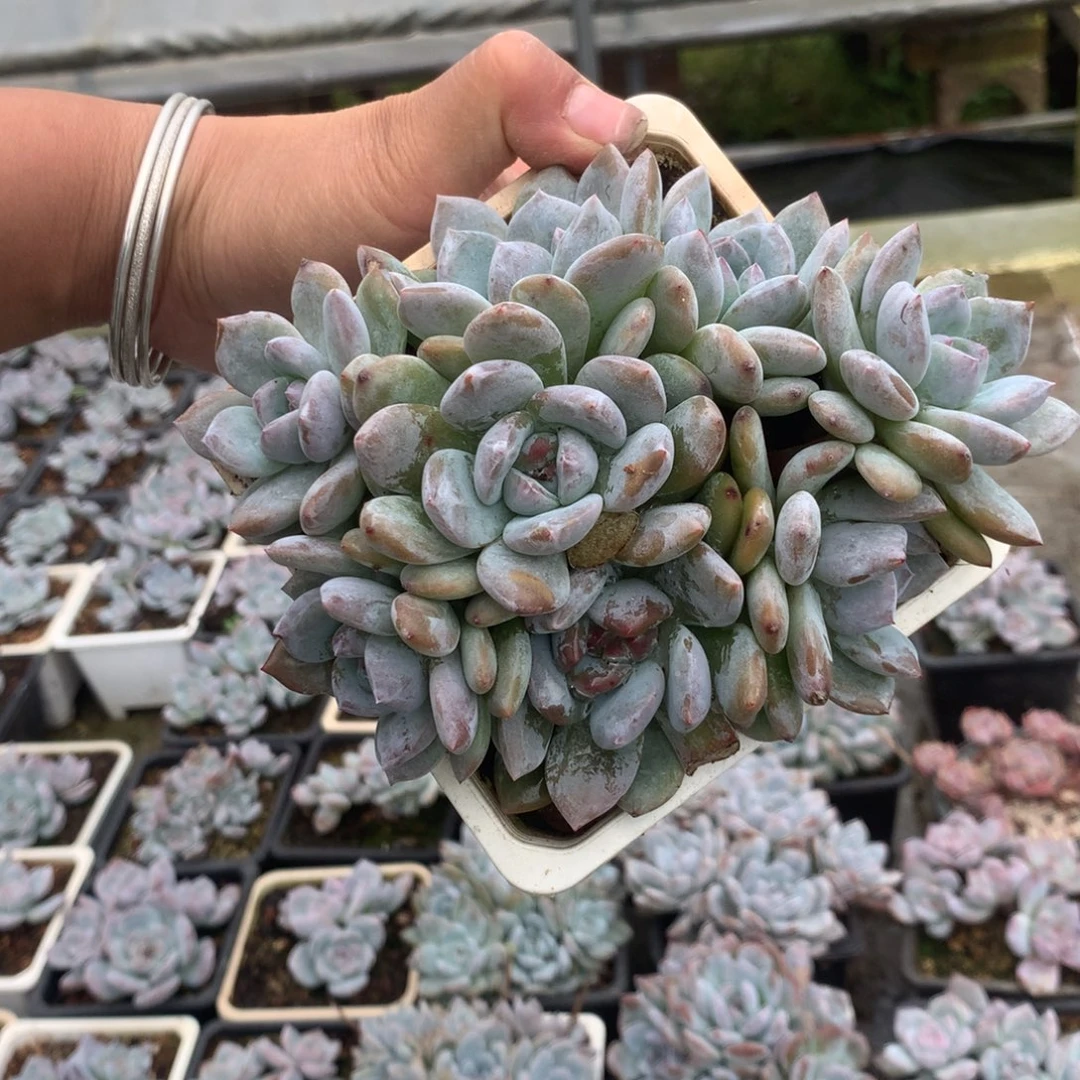 无花朵哈哈哈哈哈哈哈111