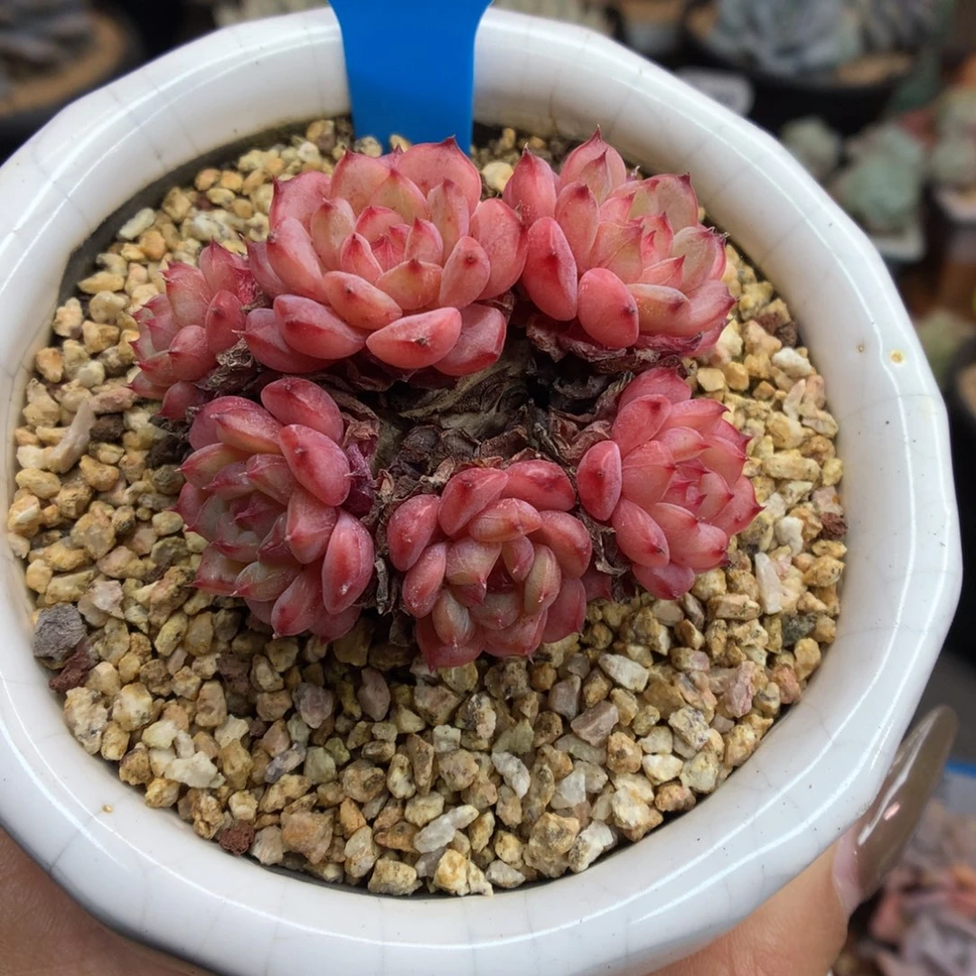 752六头白胖子多肉植物