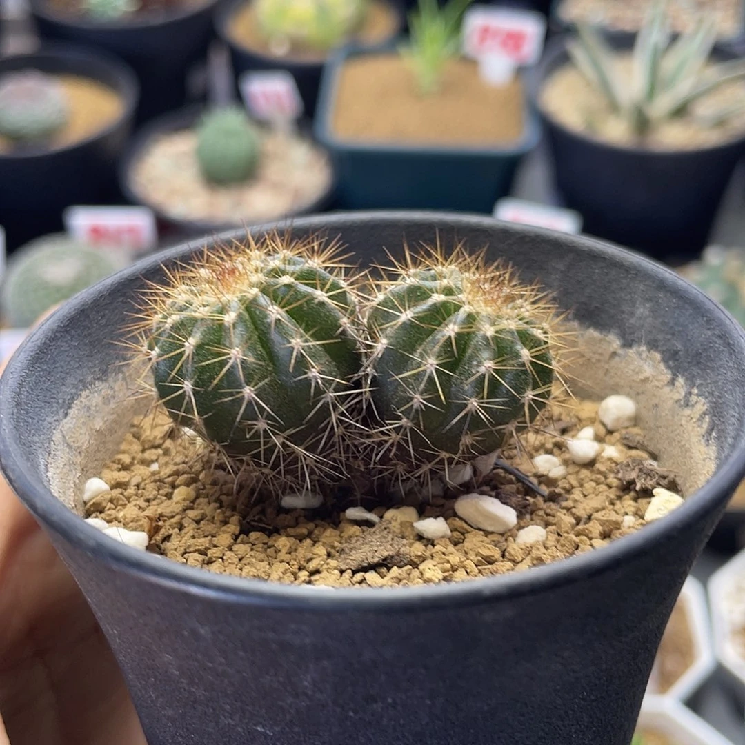 实生双头节刺尤伯球仙人球
