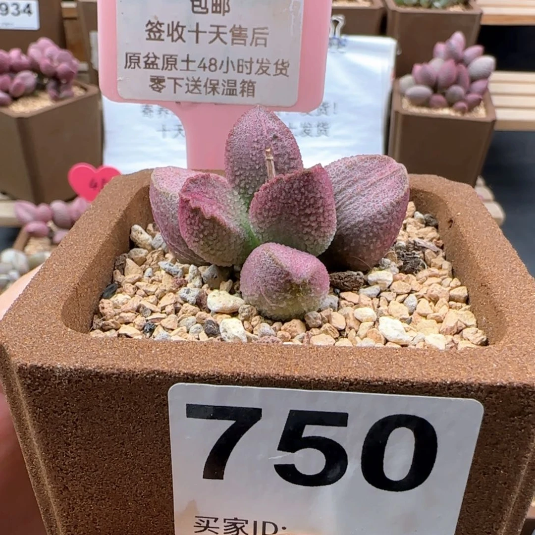 750赛猪肝多肉植物