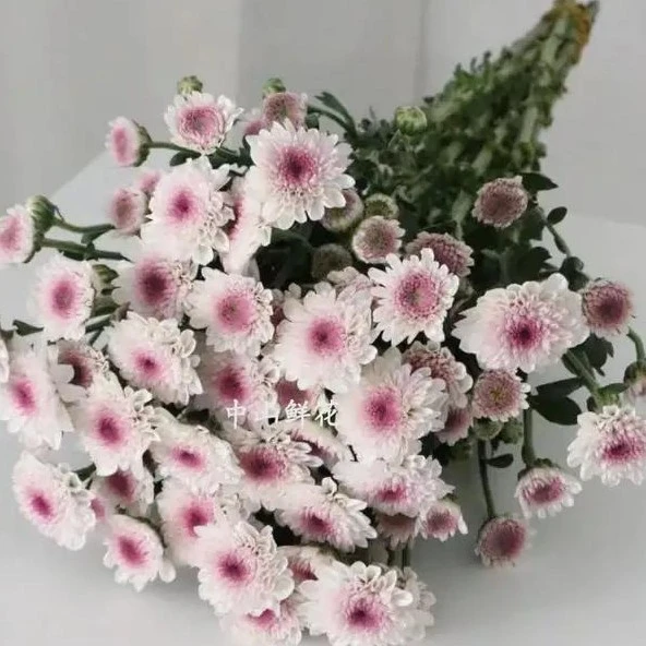 小雏菊马蒂斯
