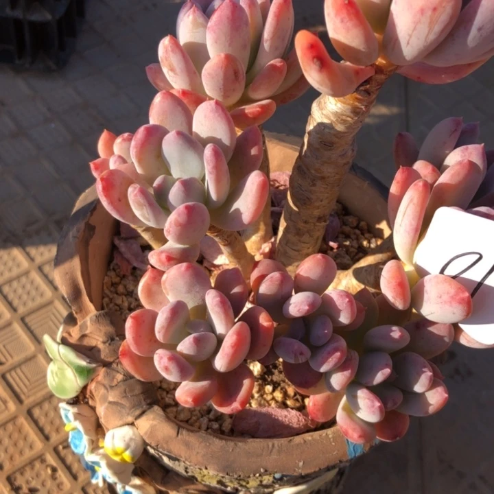 月*81///////////////