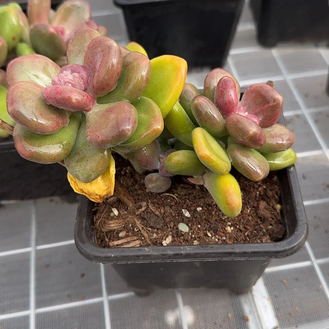 从前慢花园精选0130-芒果奶