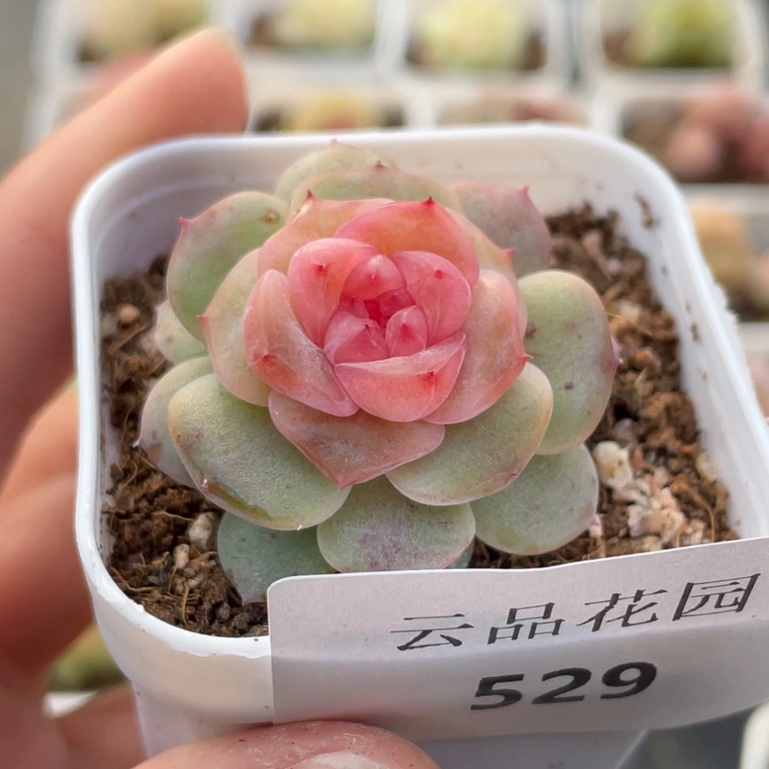 529号糖心冰心珍妮