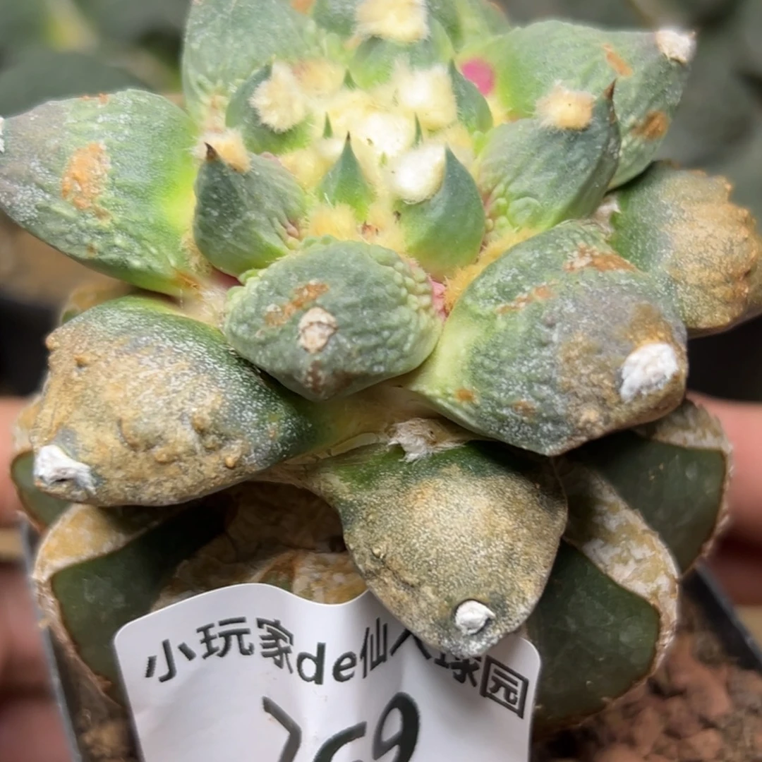 福***星769 仙人球的牡丹