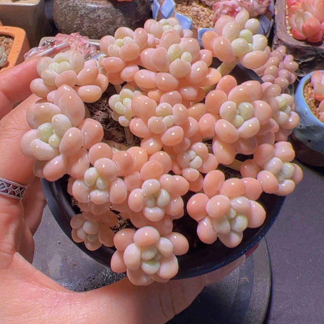 主****狗洛可可，多肉植物，