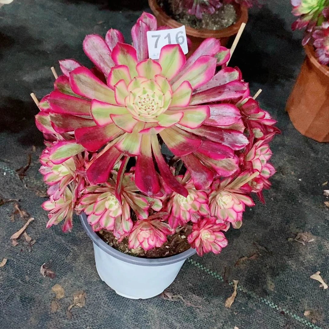 红铜白716多肉1111