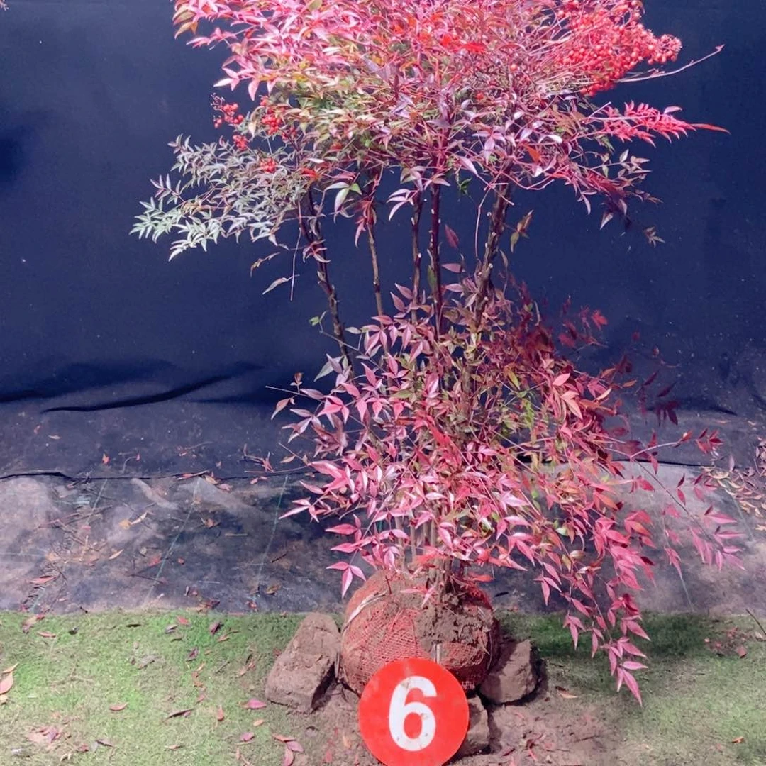 完全开放E***n南天竹