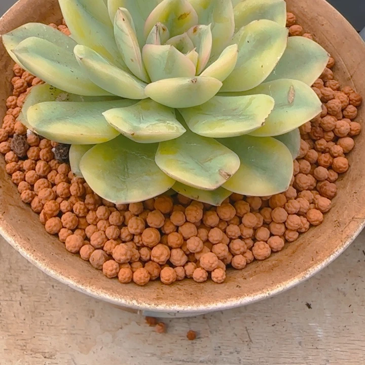 抹茶菩提锦多肉植物好看