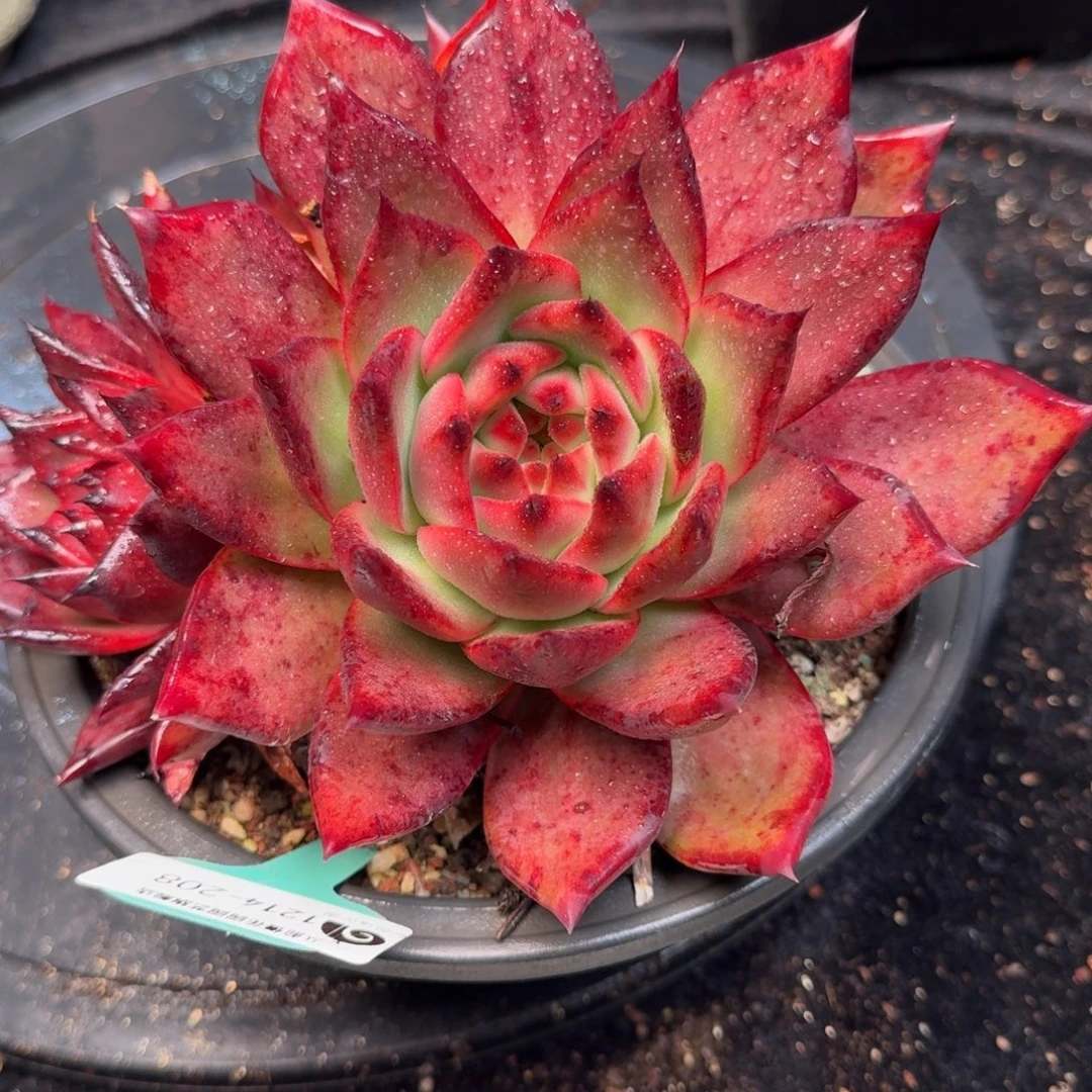 从前慢多肉精选编号1214.208