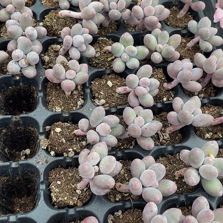 小汤圆1元带土发货