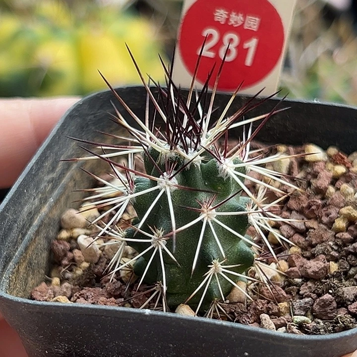 实生狂刺达氏青花虾一棵仙人球