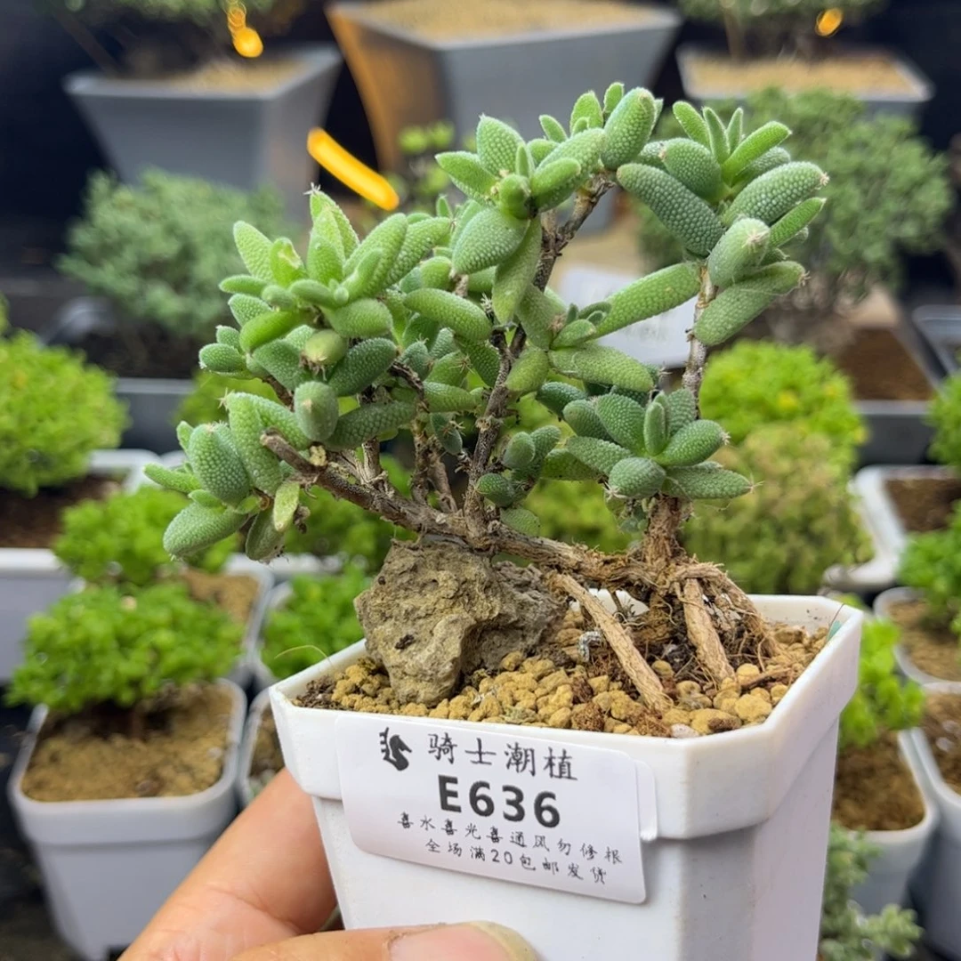 636玉米提根造型桩