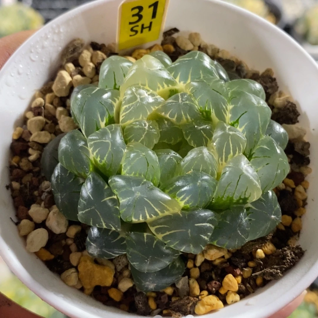 31湖水玉露锦一物一图