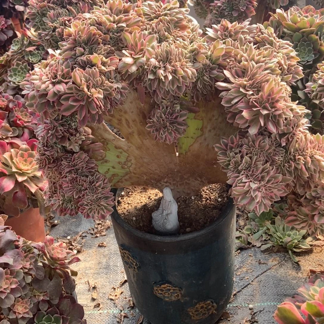 女巫缀法师的故事