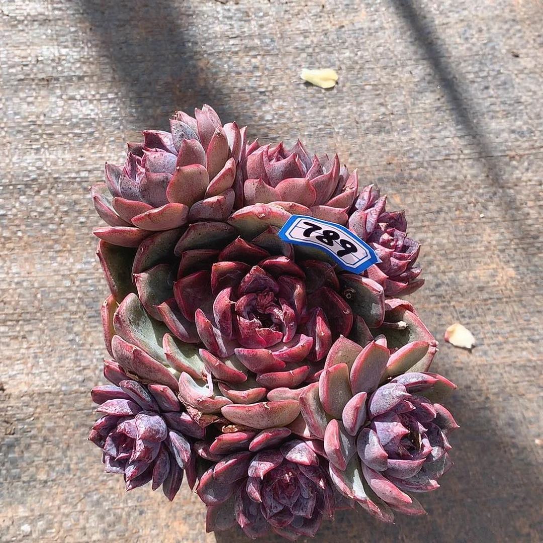 789杂 一物一拍多肉