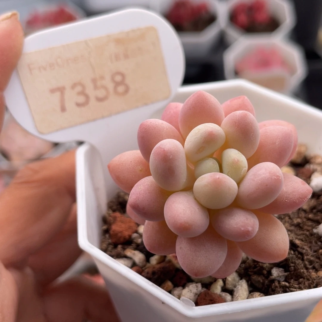 洛可可7358-4.0厘米