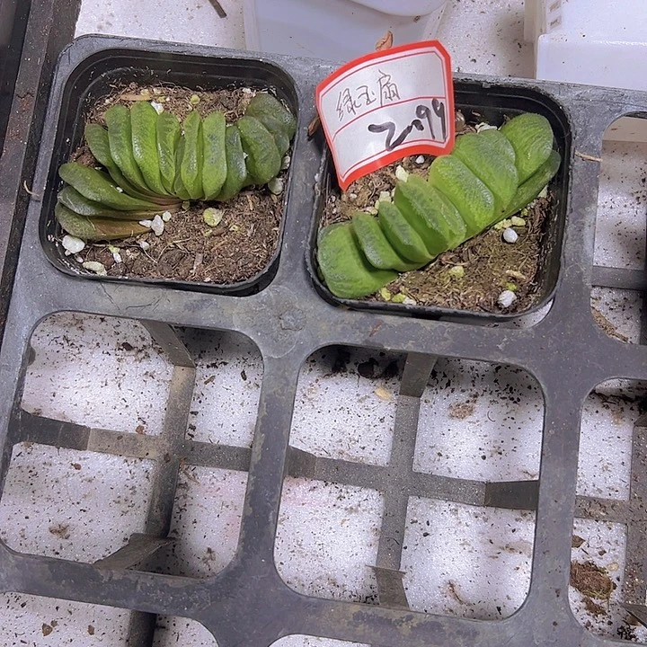 绿玉扇19包邮多肉植物