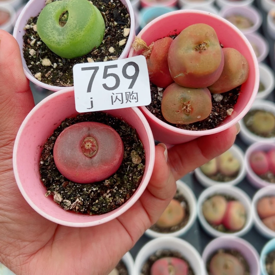 无花朵魔**七我很喜欢这个J759