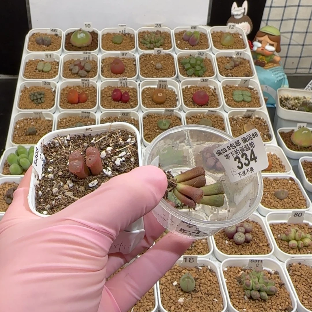 靓***丫肉锥多肉植物组合-334