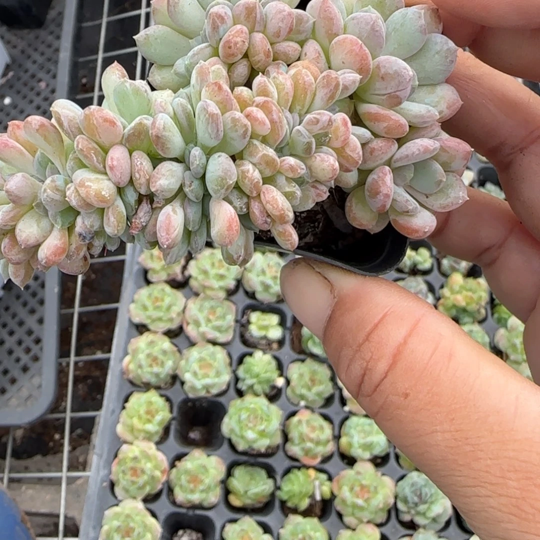 小卡拉米糖心一物一拍