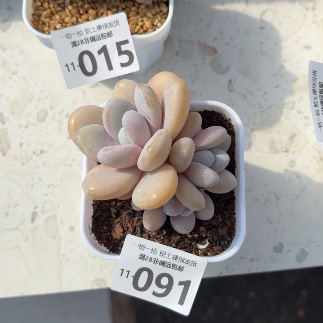 粉兔多肉多肉多肉