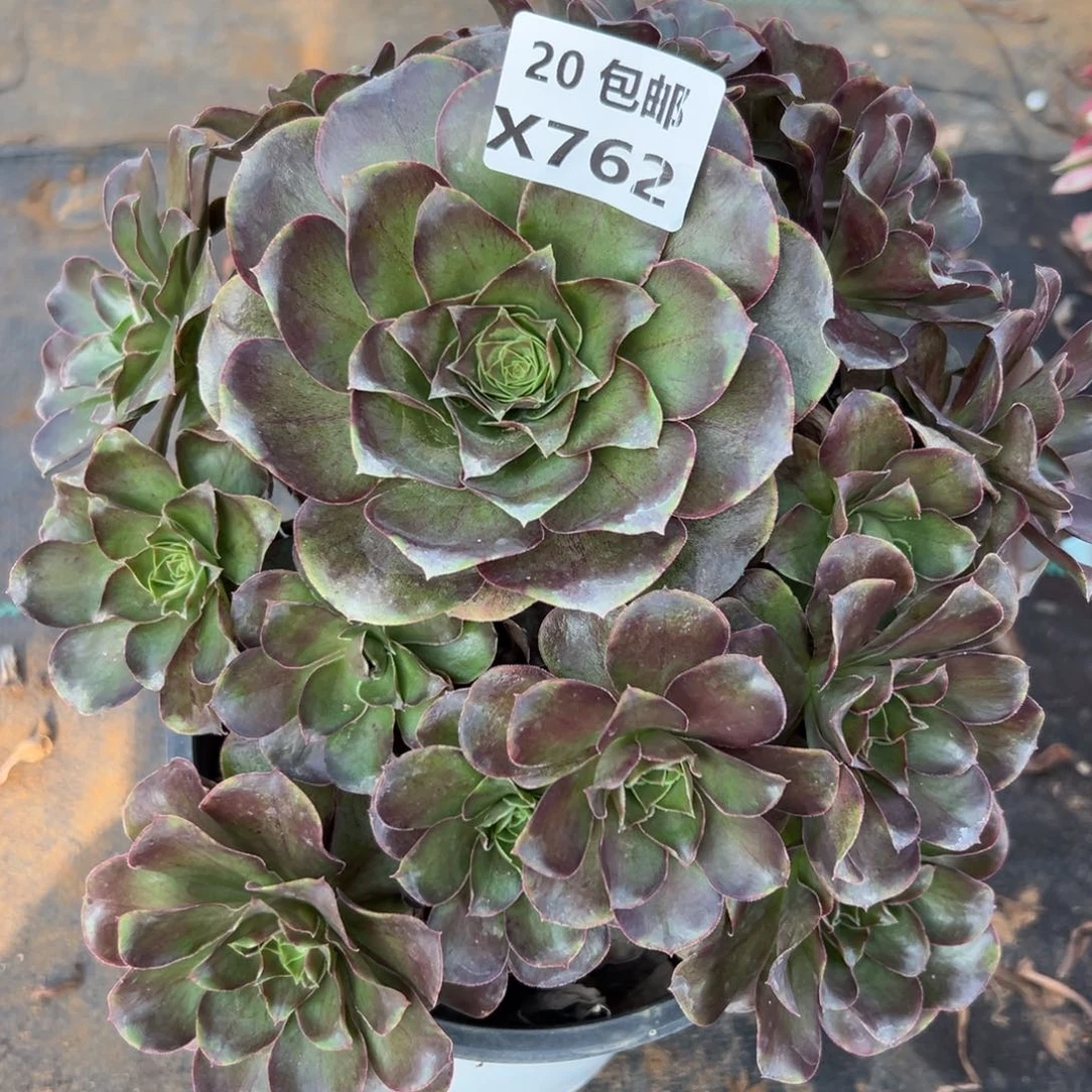 762魅金，满20包邮嘟叮熊