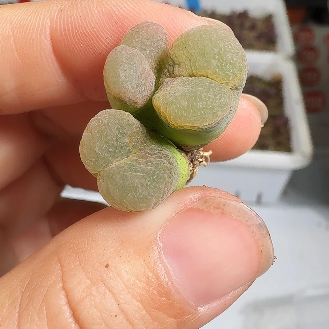 多肉植物福利风铃264