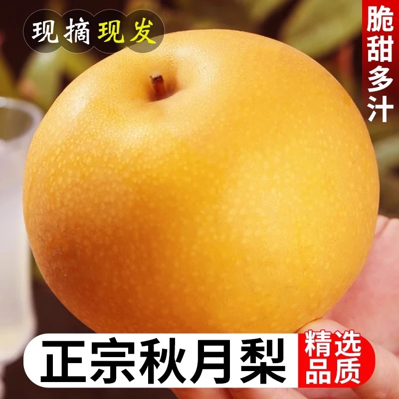 正宗秋月梨当季新鲜现采现摘脆甜多汁冰糖梨雪梨蜜梨水果中秋礼盒