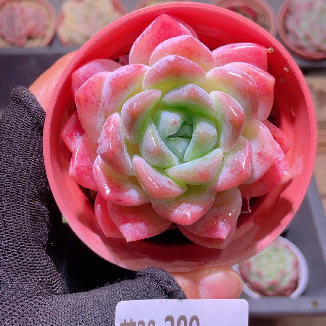 花利美20-289冰糖