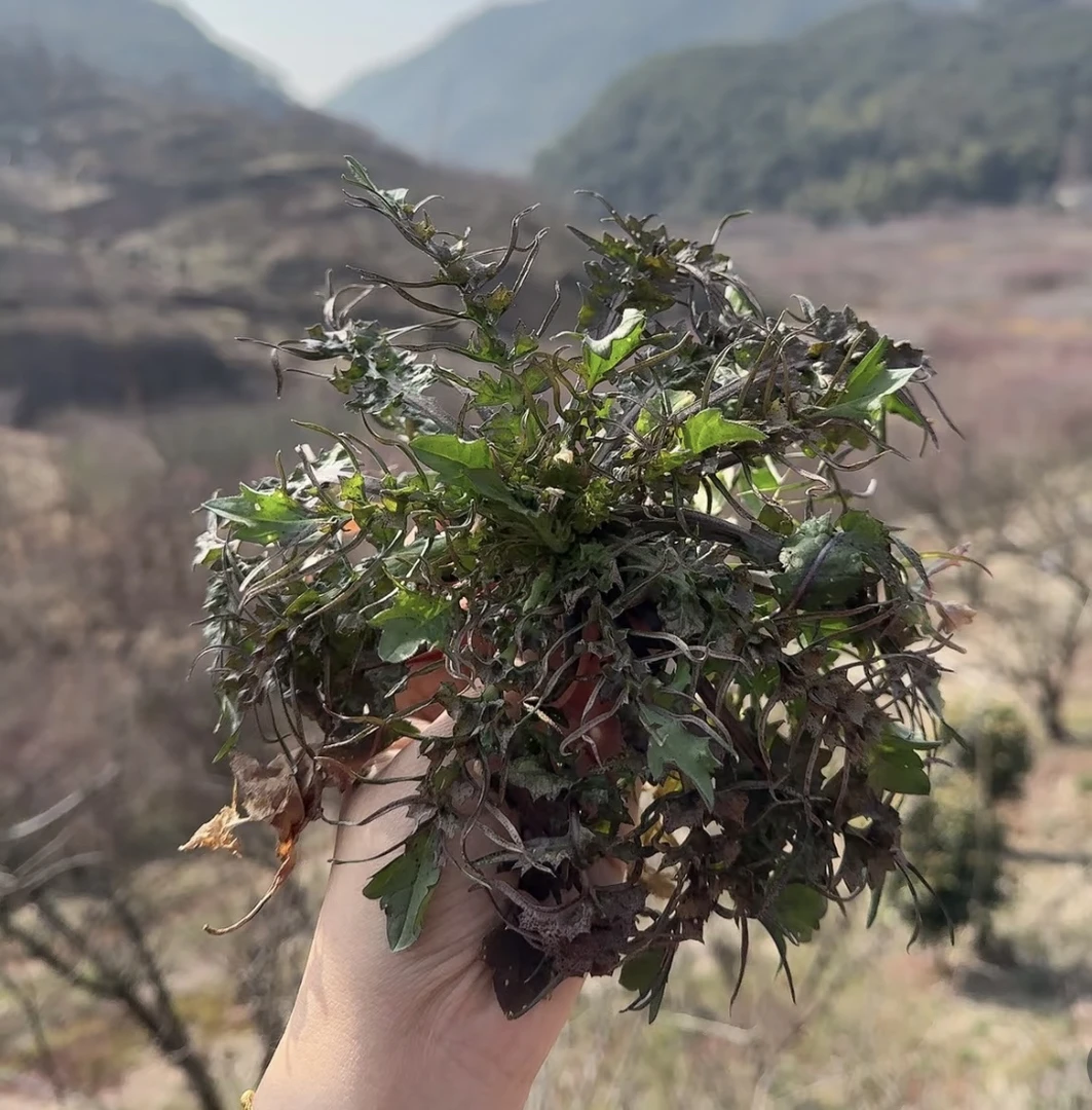山东野生小荠菜现挖带根带土带黄叶带小白花（会多秤介意勿拍）