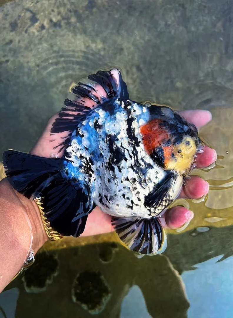 （启源水产）泰国将军一鱼一价进口优质观赏鱼下单前咨询客服