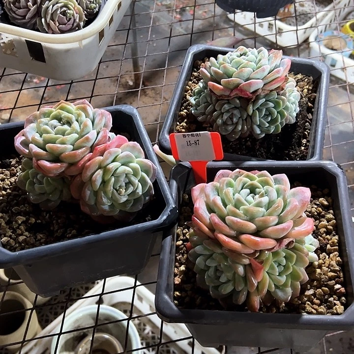 15.87冰玉一个托土