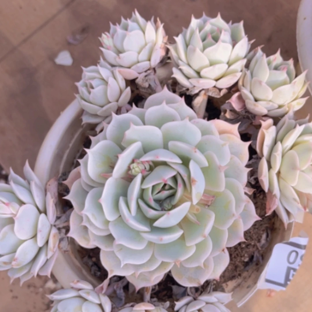 【闪购商品】露娜莲1050