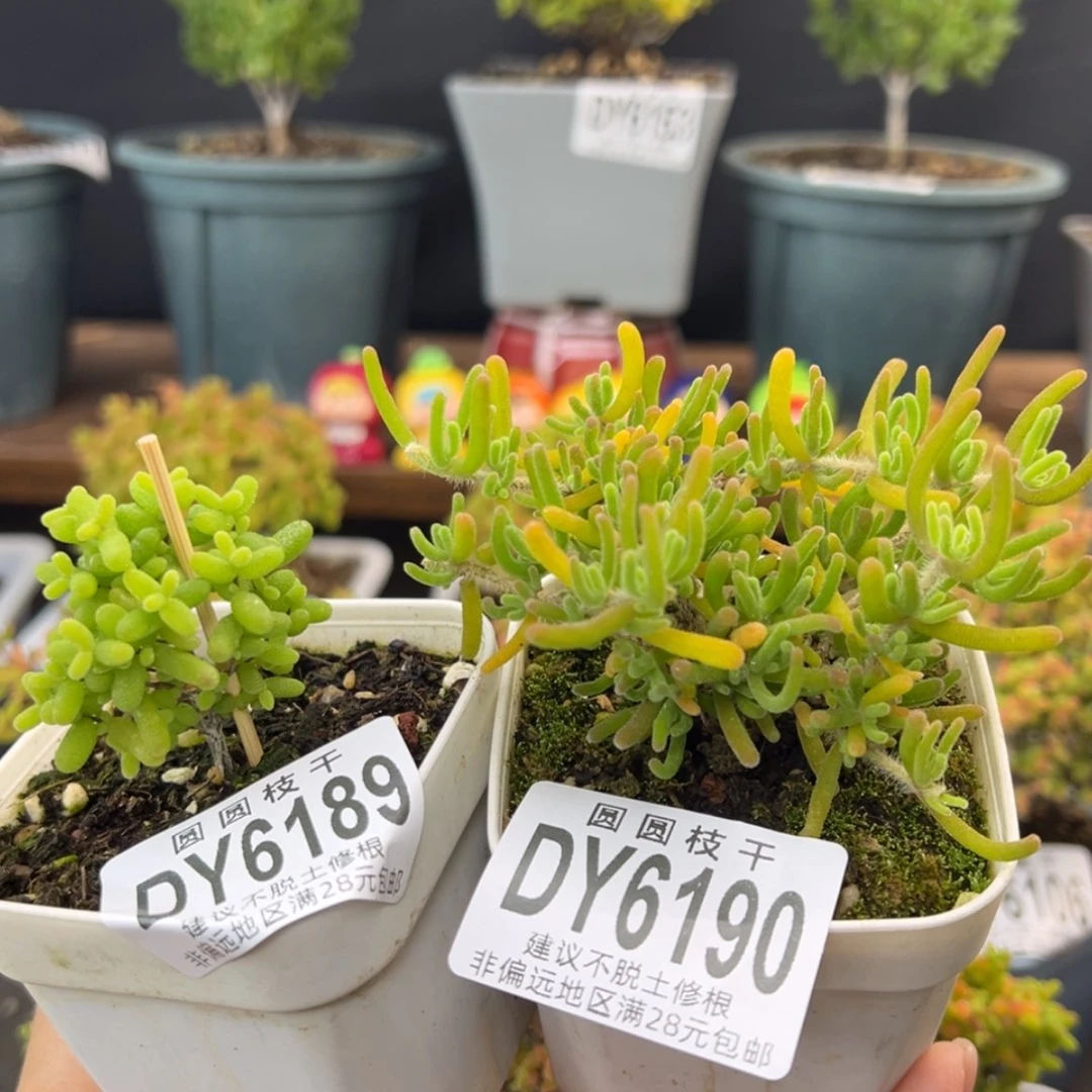 【闪购商品】dy61896190小树金桔荧光兔盆口6