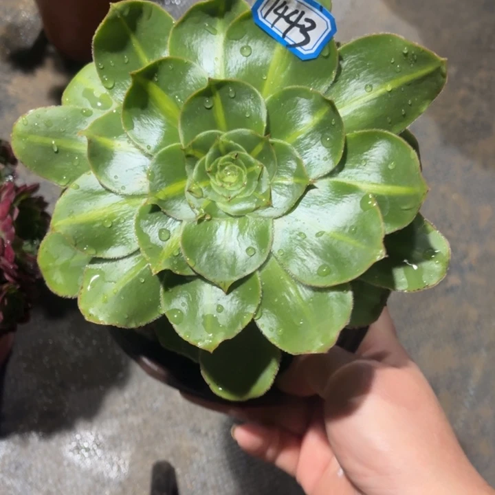 君美丽法师多肉1443