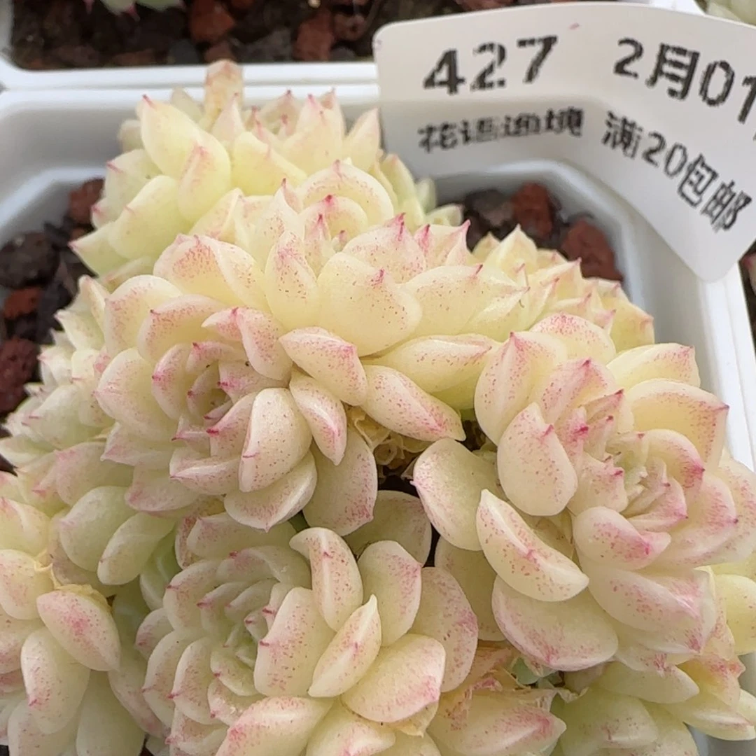 花语逸镜0201-427散