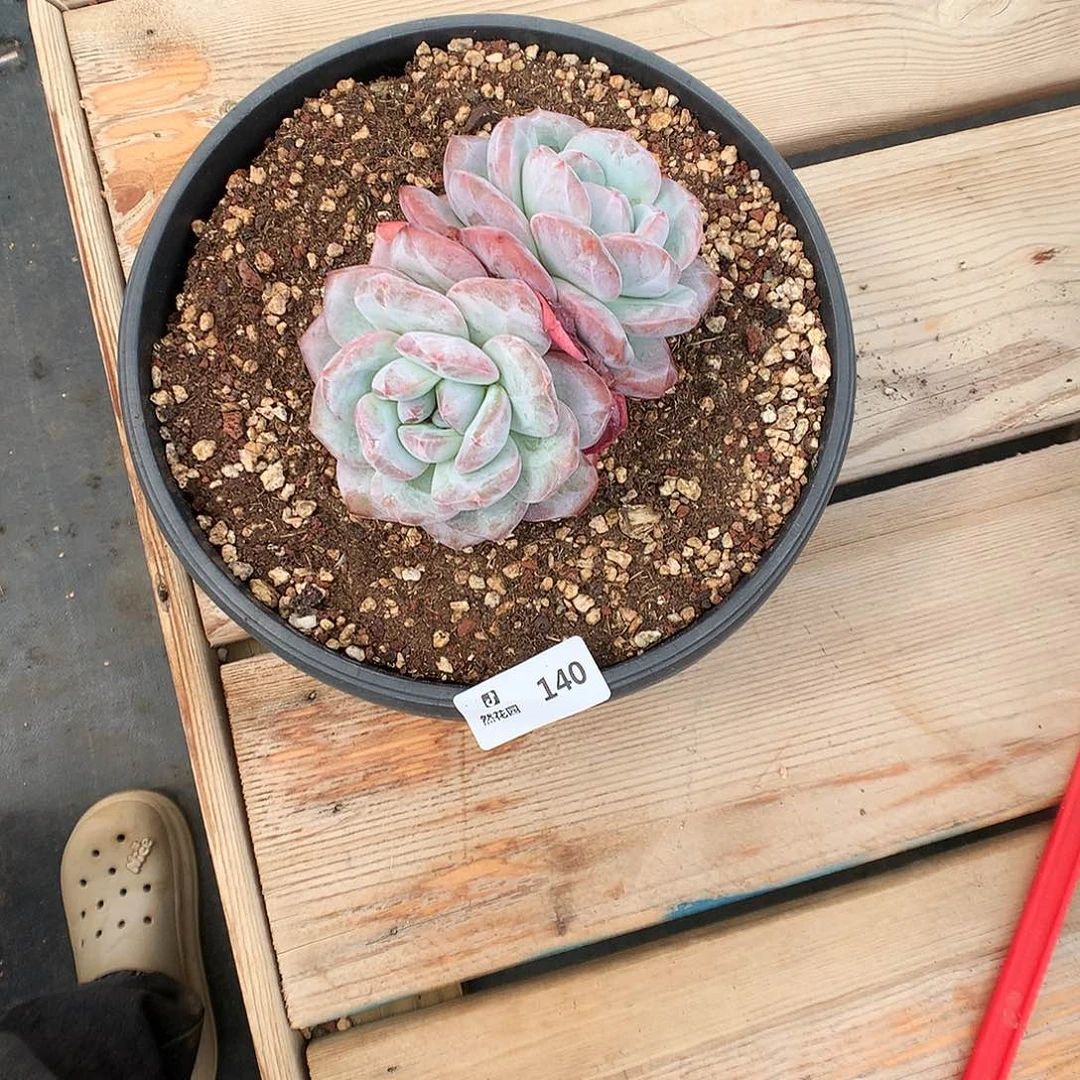 ·***久140星影多肉植物666