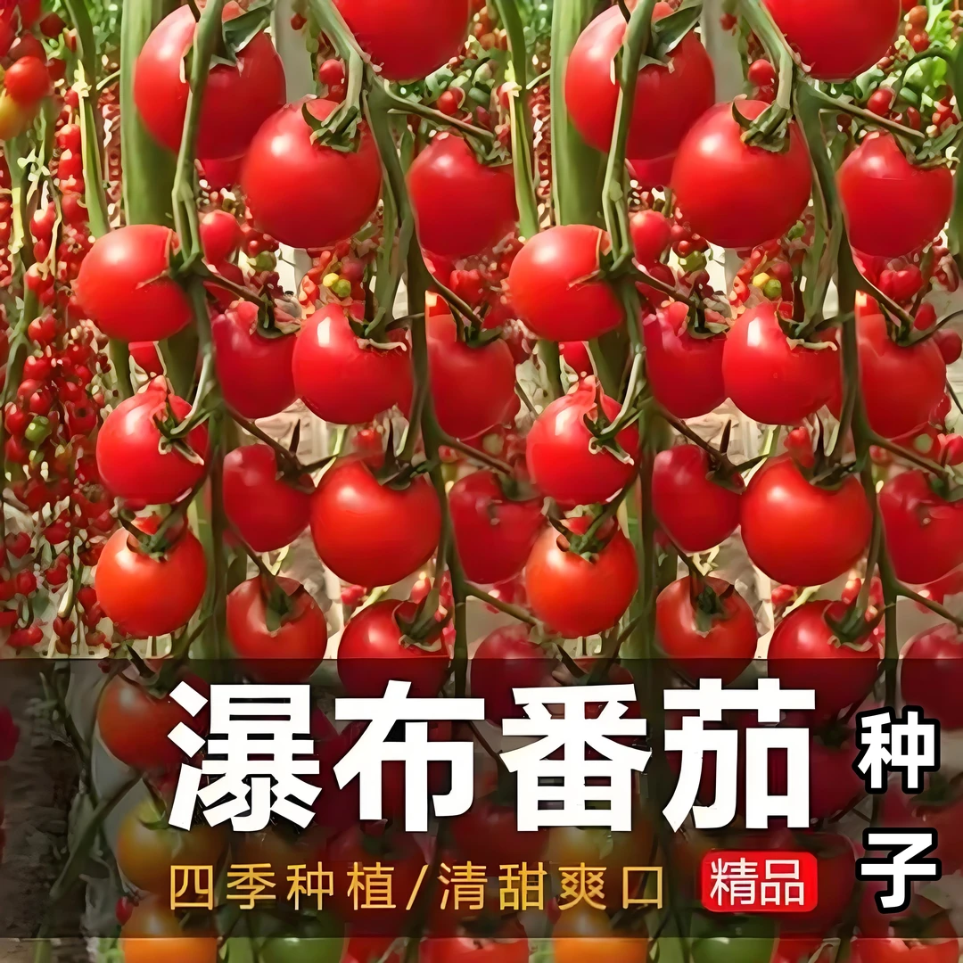 【瀑布小番茄种子】家庭阳台小院四季种植盆栽地栽易种易活