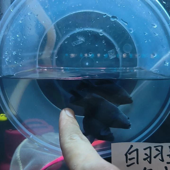 蝴蝶鲤墨蝶大鳍大尾有张力