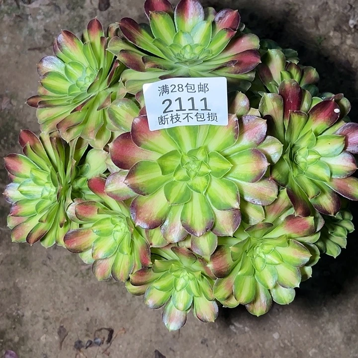 2111韶华多肉植物