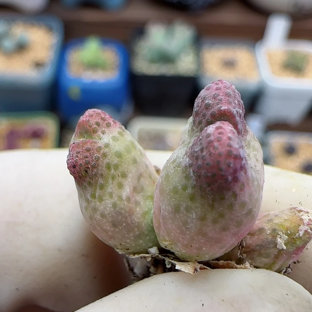 503园艺优选红斑马