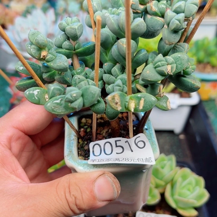 幸运的是我还没遇到你