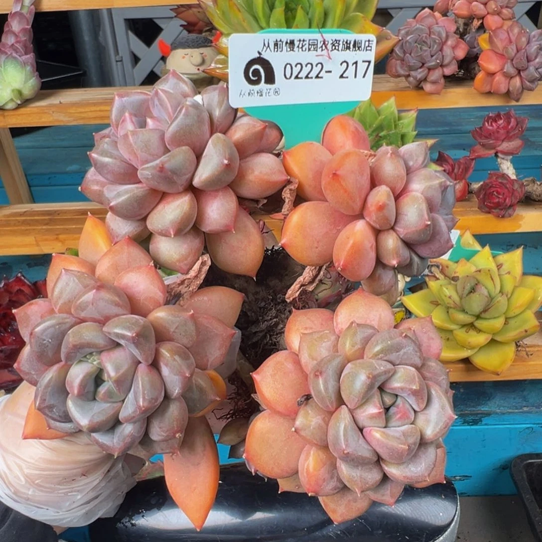 从前慢多肉精选编号0222.217